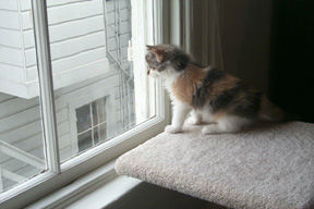 25_oct_24lookingoutwindow