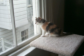 26_oct_24lookingoutwindow2