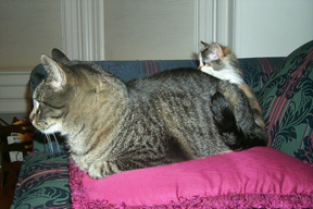 36_oct_26marcelnoesofa