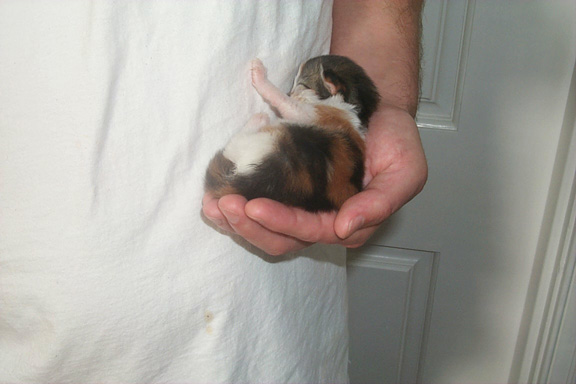 9_04kittenagainstshirt