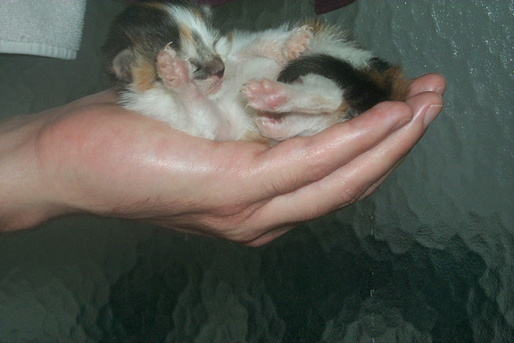 9_04kitteninhand